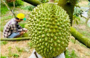 Sầu riêng ngon nhất thế giới trồng tại Việt Nam: 900 nghìn/kg